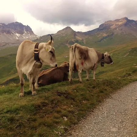 Nidus Montis בקתה